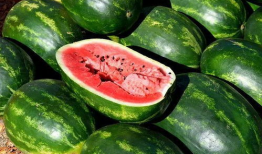 沧州吃瓜爆料视频大全,视频大全揭秘当地热点事件